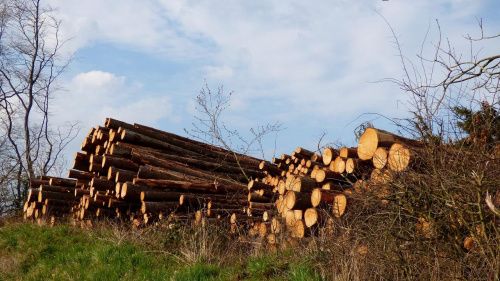 Лесной скандал в Омской области: чиновник провёл незаконную вырубку деревьев