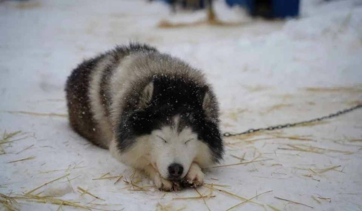 Карантин по бешенству введён в одном из городов Новосибирской области