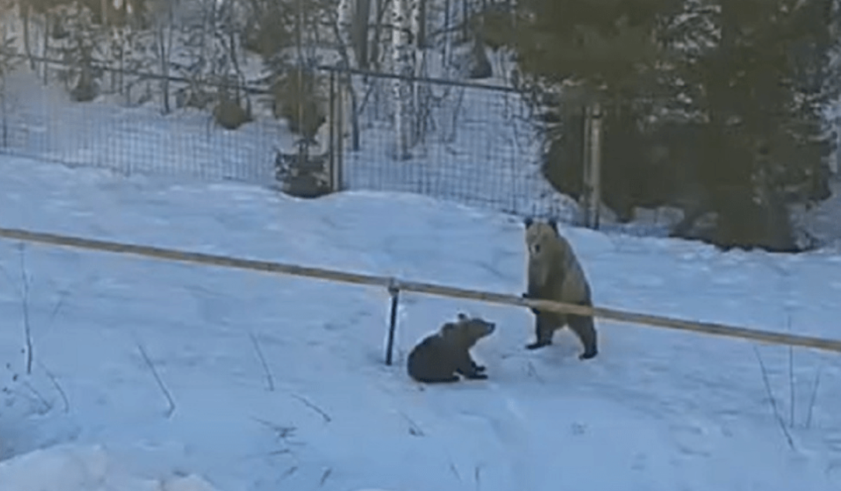 В одном из городов Башкирии заметили медведей