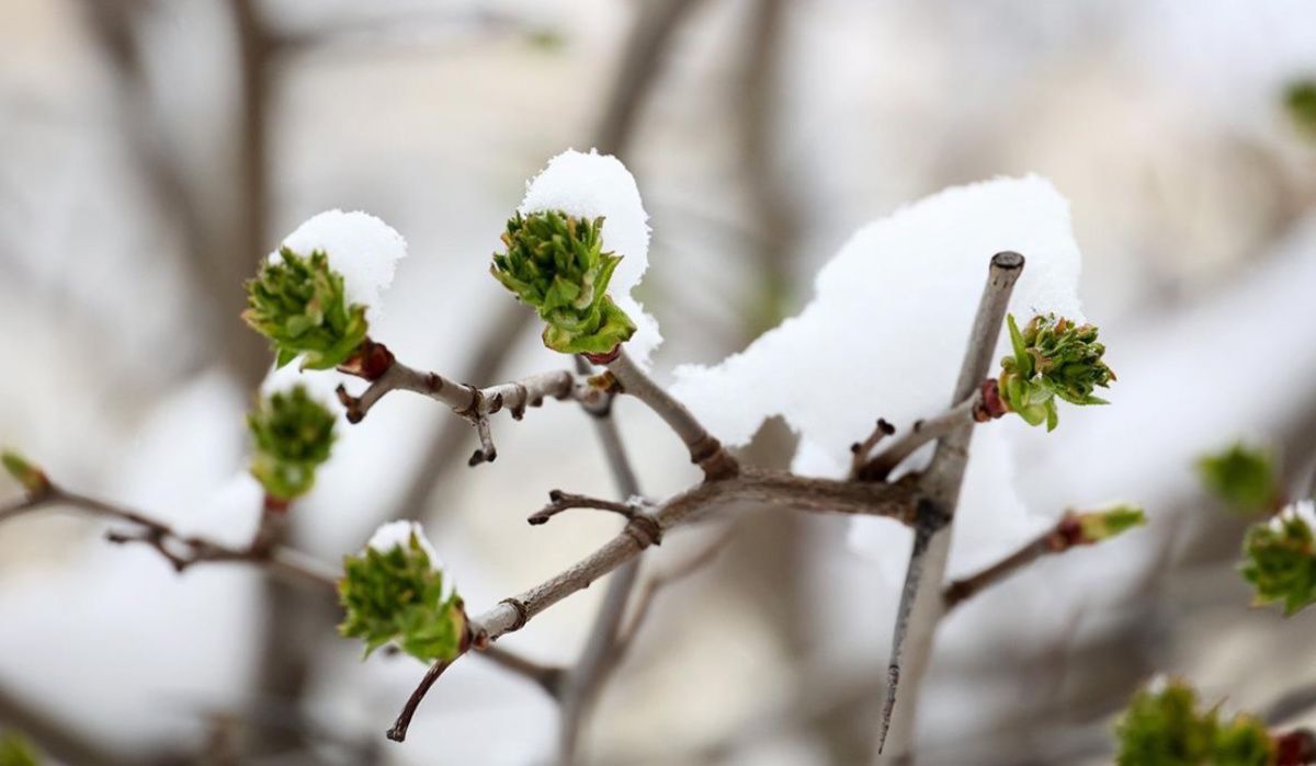Гидрометцентр: В Москве ожидаются заморозки до минус пяти градусов