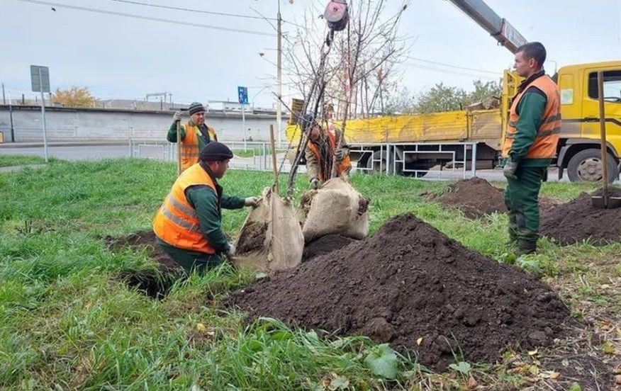 В Красноярске потратят почти 100 миллионов рублей на озеленение города