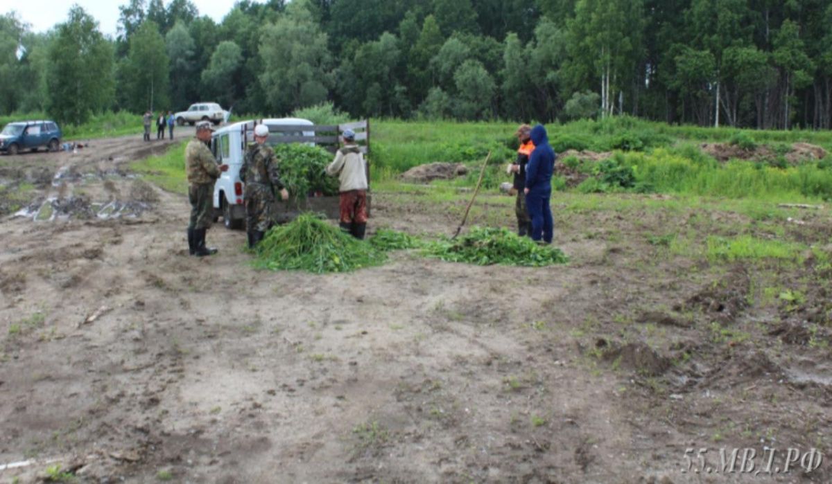 В Омске уничтожили сотни квадратных метров дикорастущей конопли 