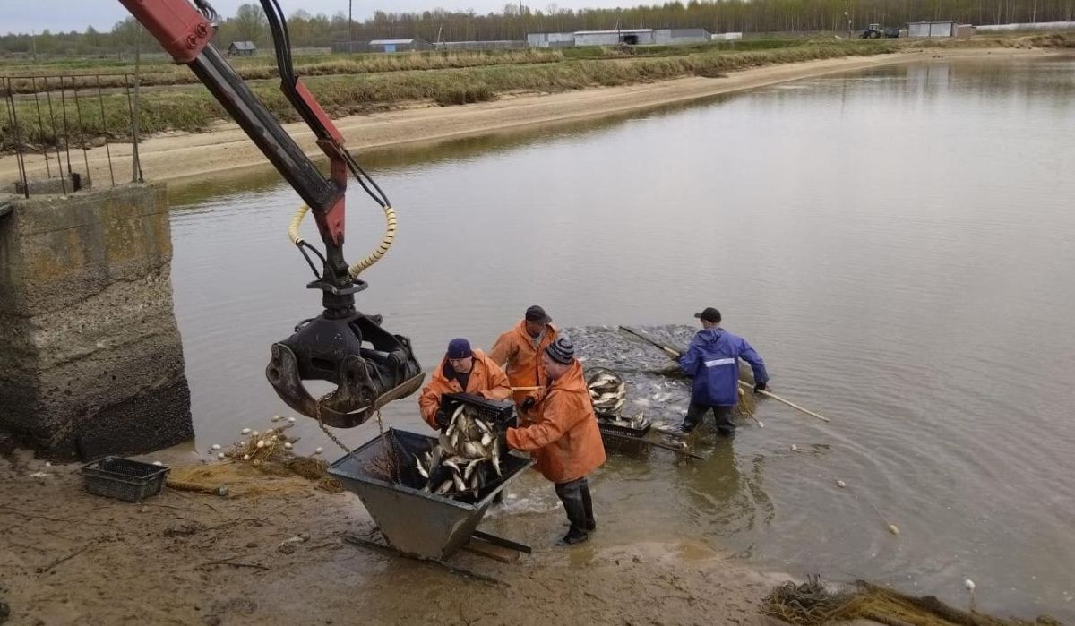 В нижегородских водоёмах поселят «водяную корову» и «домашнего поросёнка»