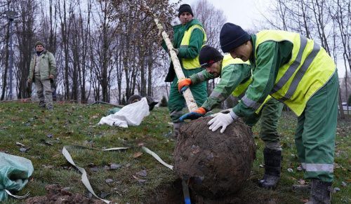В Омске восстановят леса, уничтоженные из-за строительства дороги 