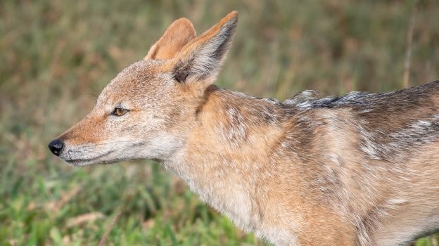 Лесники Воронежской области предупреждают об агрессивных шакалах