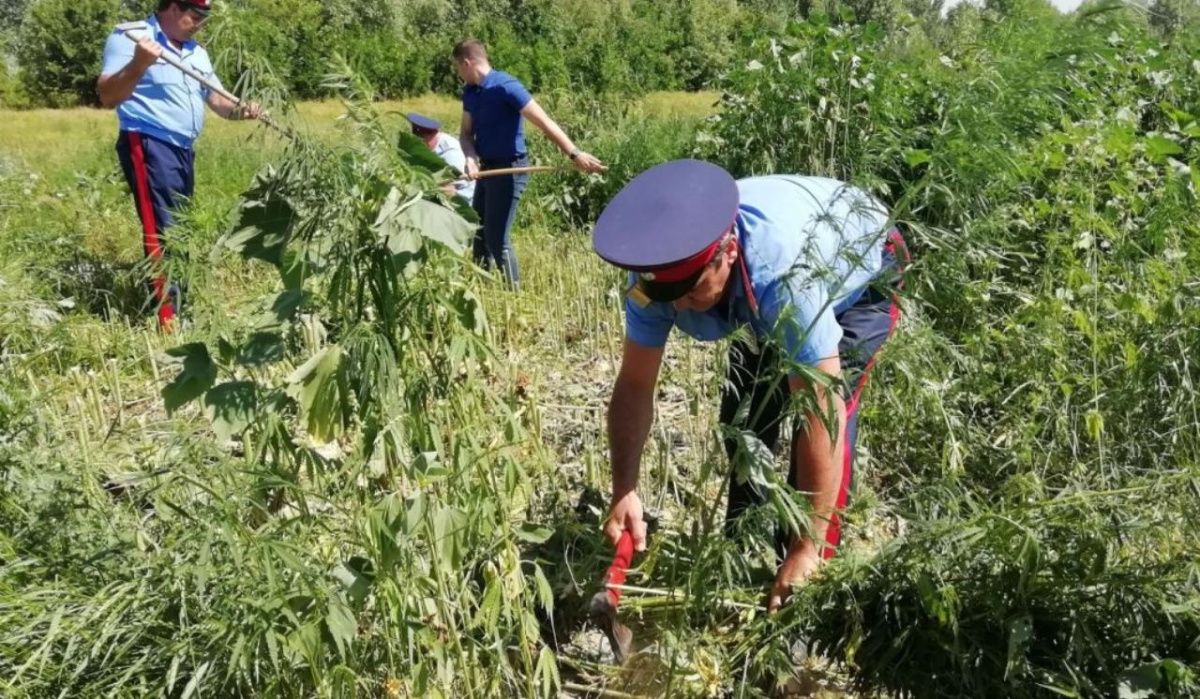 В Омской области уничтожили поле с коноплёй 
