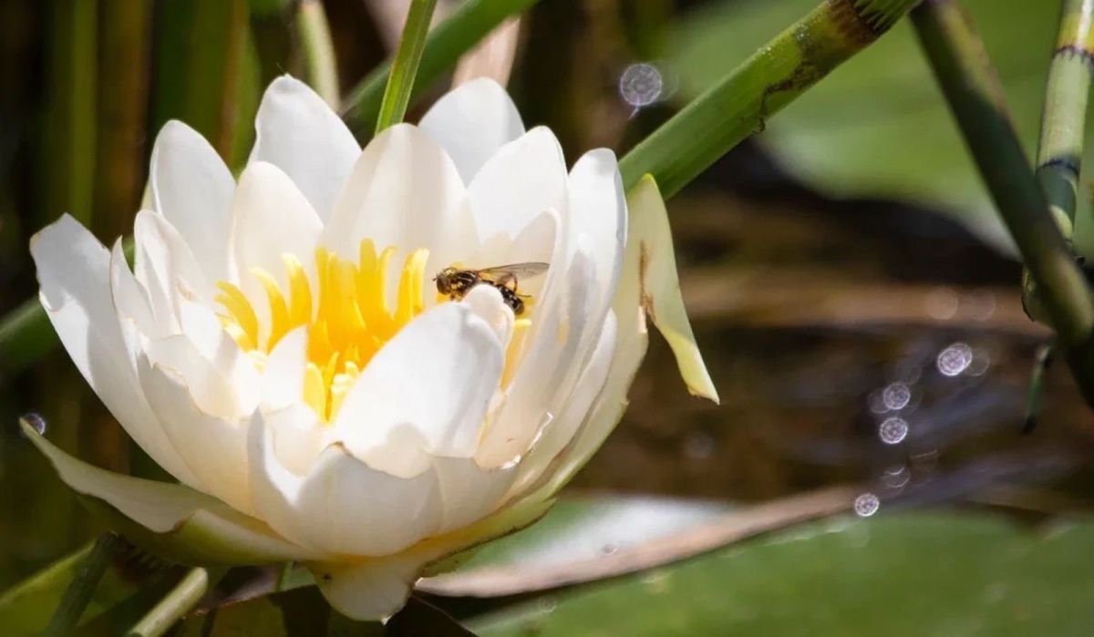 В столичных парках зацвели редкие растения