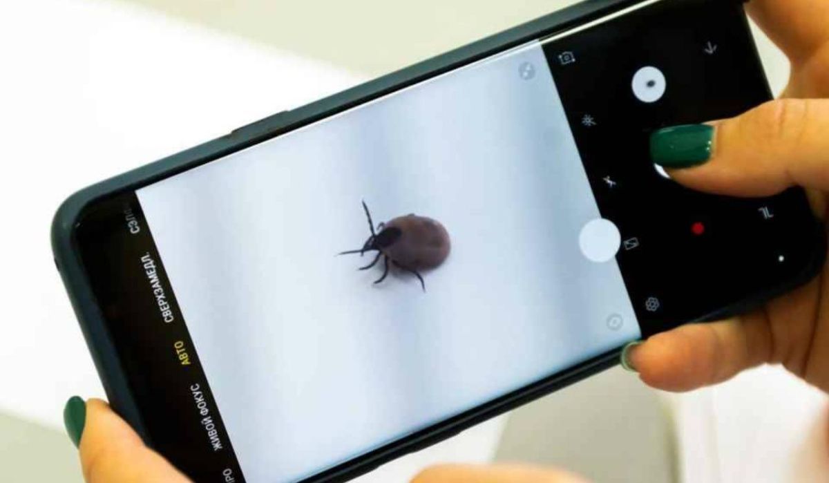 В Петербурге за неделю более 770 человек пострадали от клещей