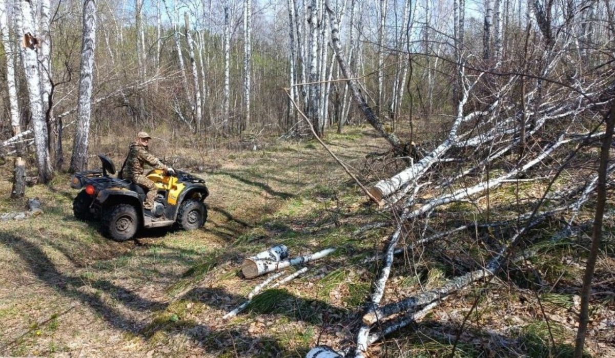 В Красноярском крае на 40% снизилась незаконная вырубка леса