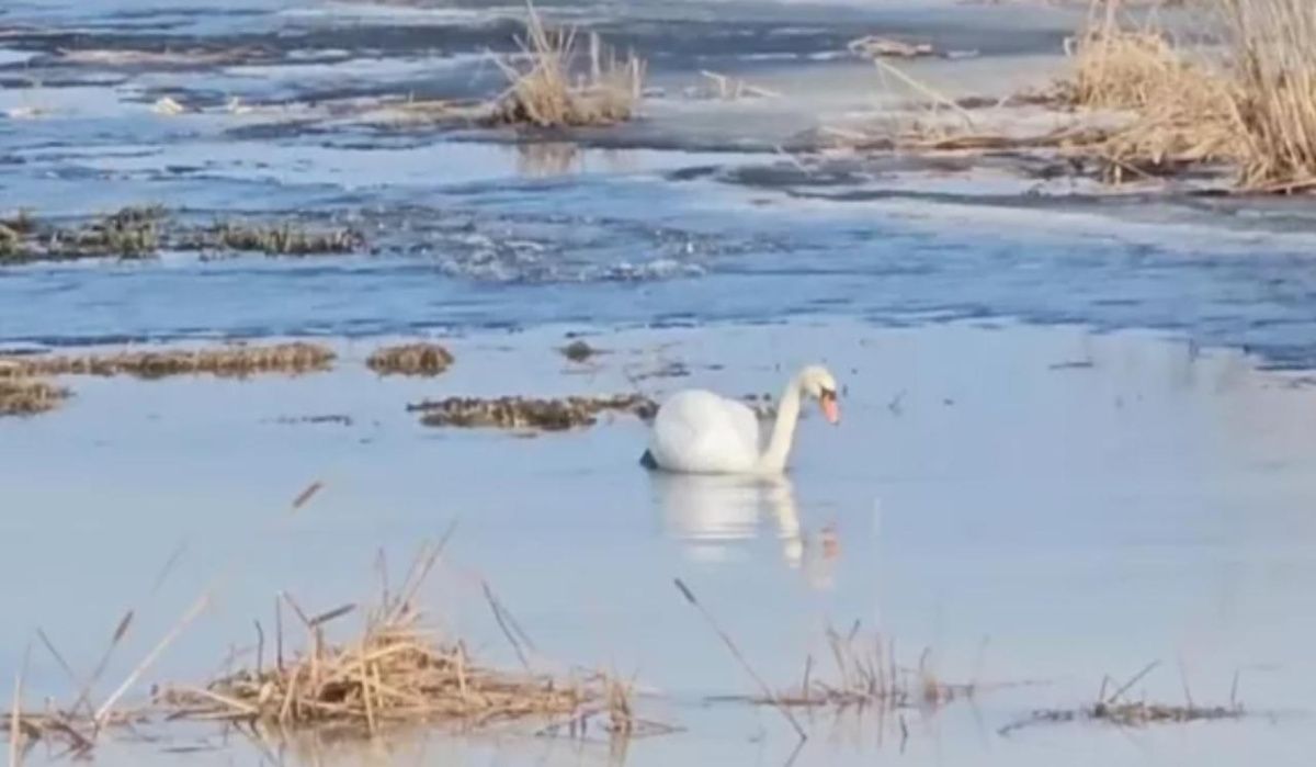 Лебеди-шипуны были замечены в Финском заливе