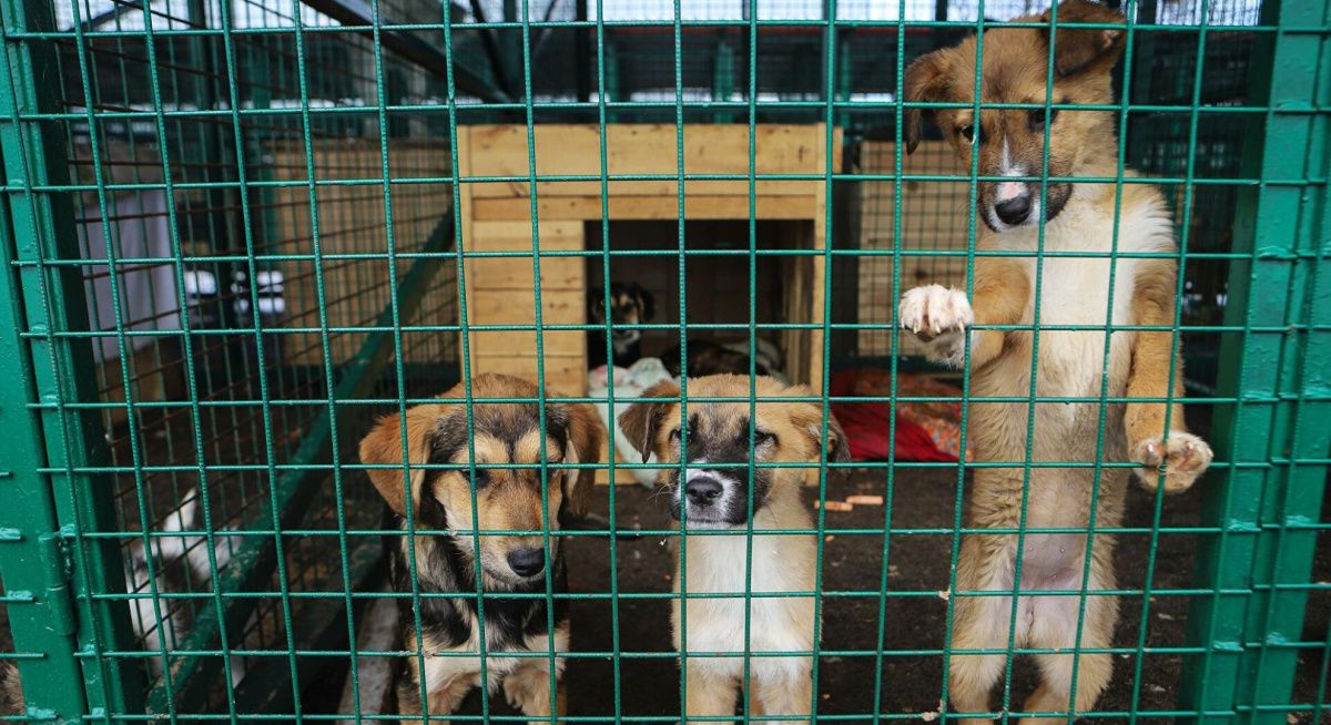В Омске откроется новый стационар для бездомных собак