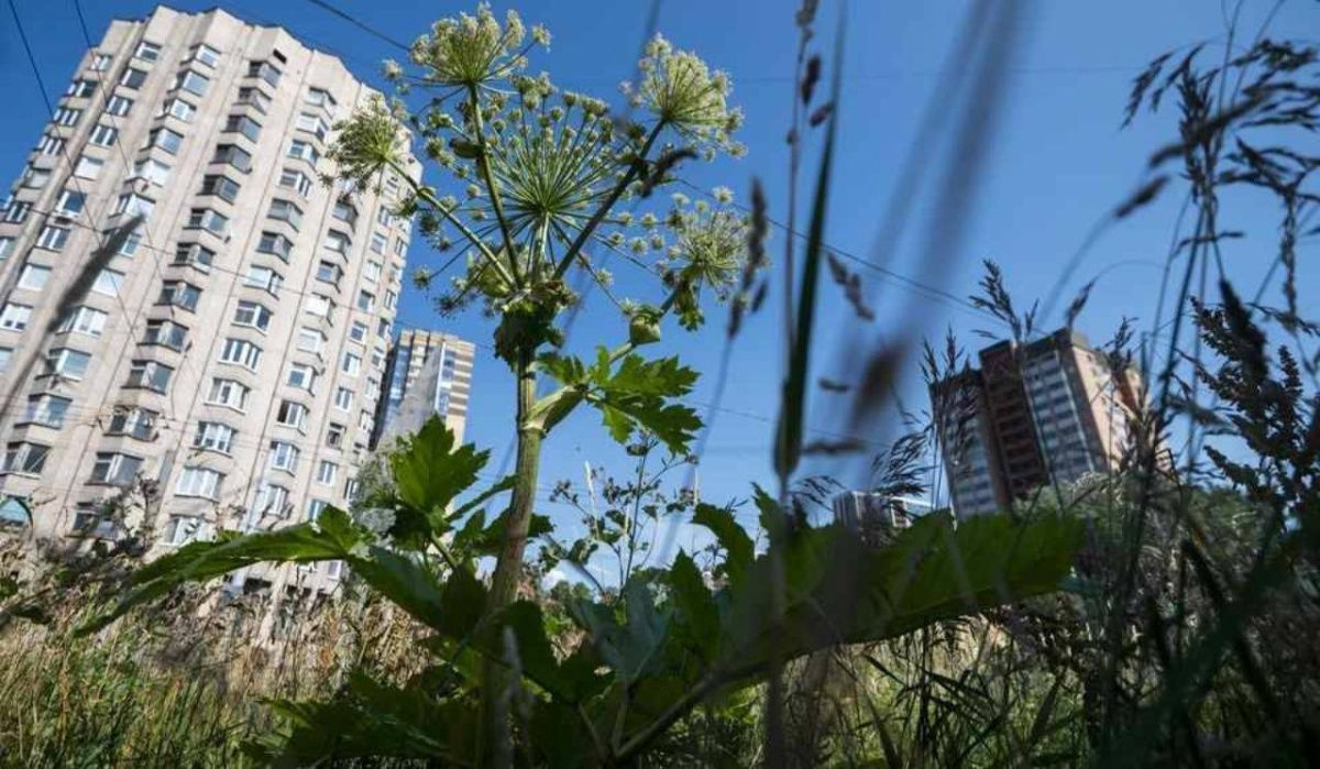 Ленобласть усиливает борьбу с борщевиком для защиты экологии и населения