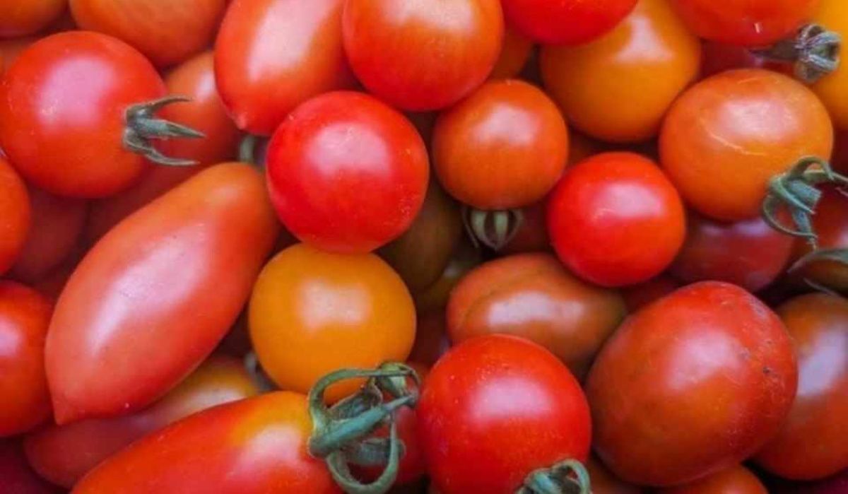 В Омске сожгли 19 тонн помидоров из Узбекистана