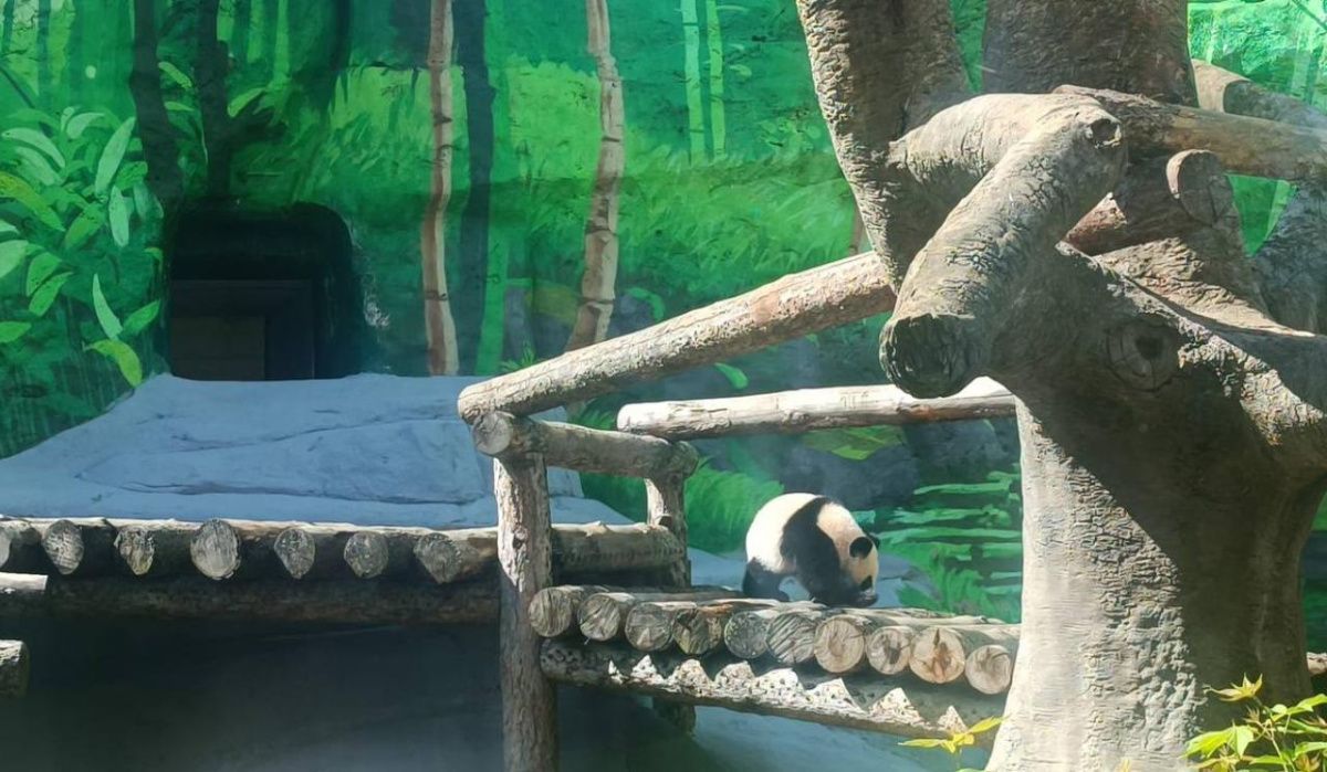 "Столько разных запахов и звуков": панда Катюша всё больше осваивает уличный вольер