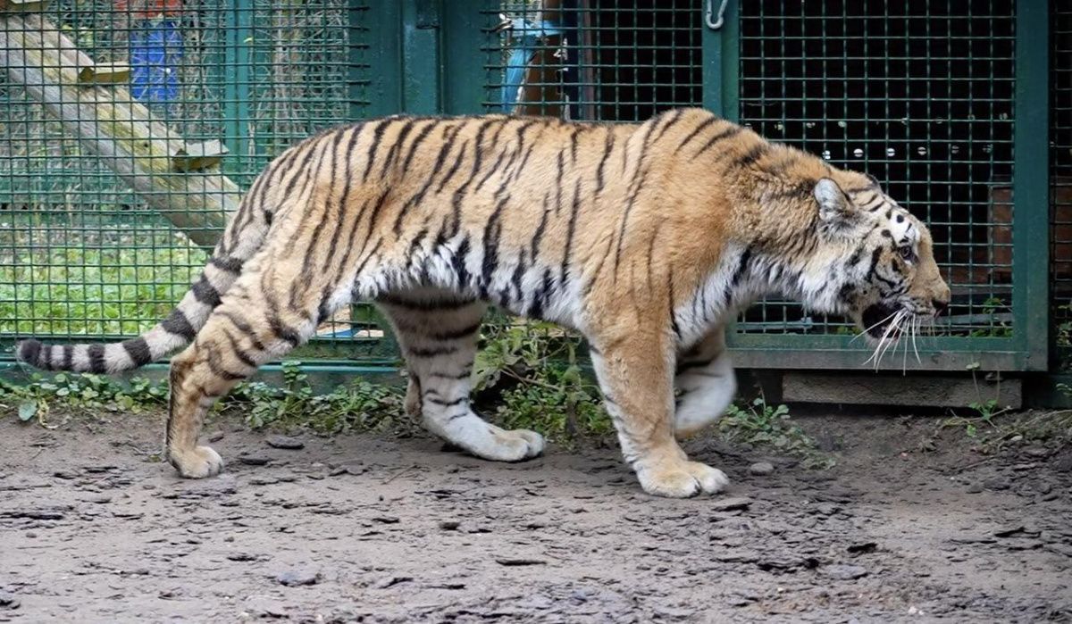 Московский зоопарк пополнился двумя хищниками