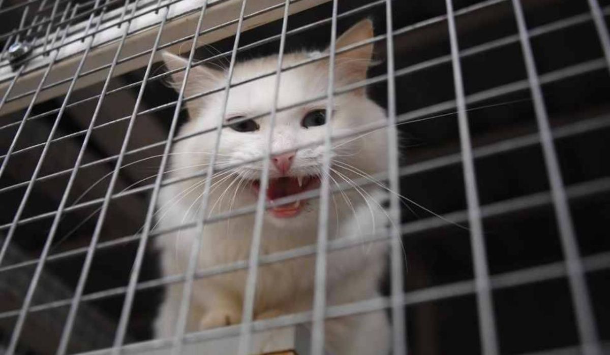 Мэр Омска предложил дарить детям уличных собак и кошек