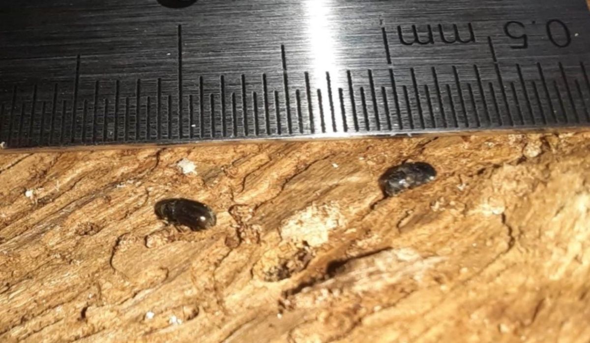 На трёх лесничествах Красноярского края объявлен карантин из-за опасного жука