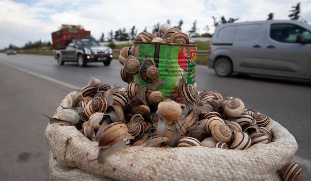 Тунисцы спасаются от экономического кризиса, разводя и продавая улиток