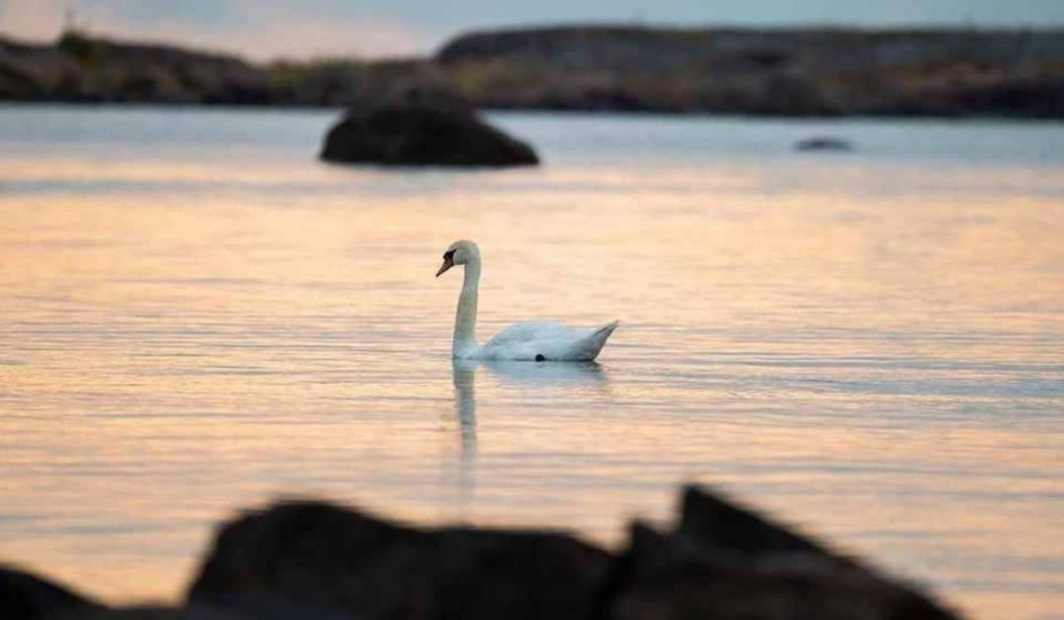Минприроды и Минстрой выделят финансы на очистку Ладоги, Невы и Финского залива