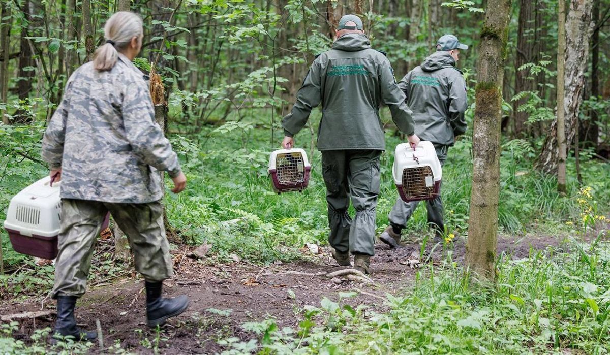 В Москве выпустили в природу зайцев-беляков