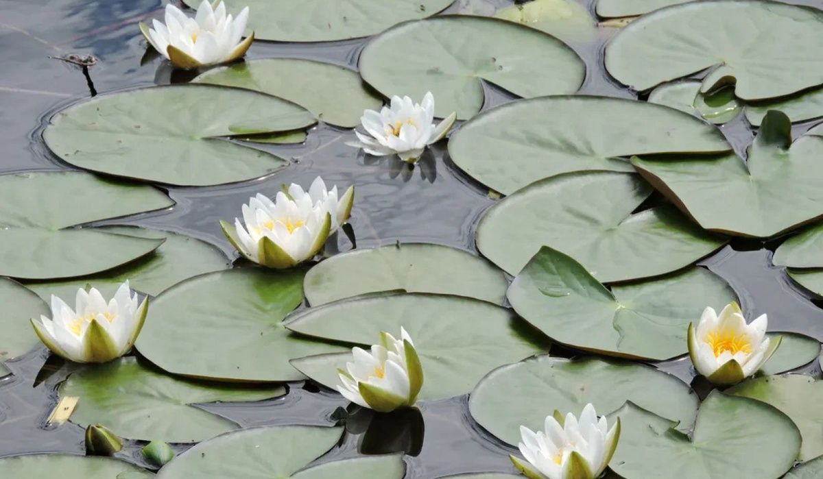 Водоемы Москвы украсились редкими кувшинками и кубышками