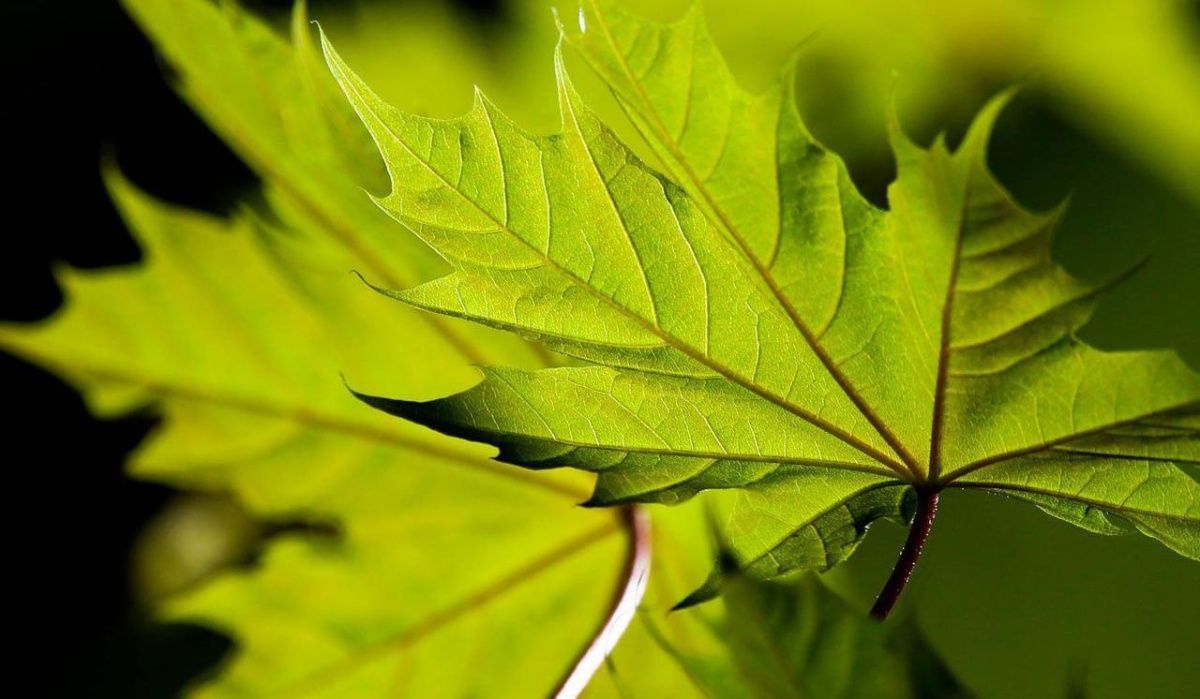 Дендрологи рассказали, какие деревья чаще всего высаживают в Москве