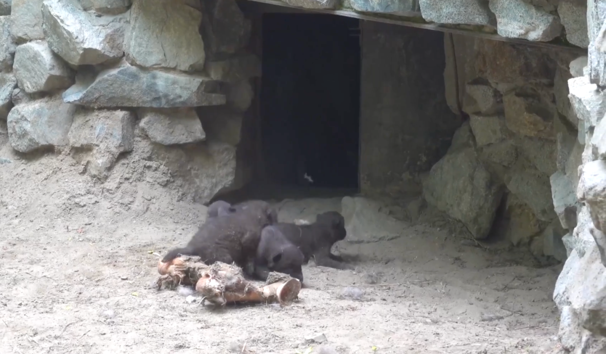 В новосибирском зоопарке появились четверо волчат редкой канадской чёрной породы