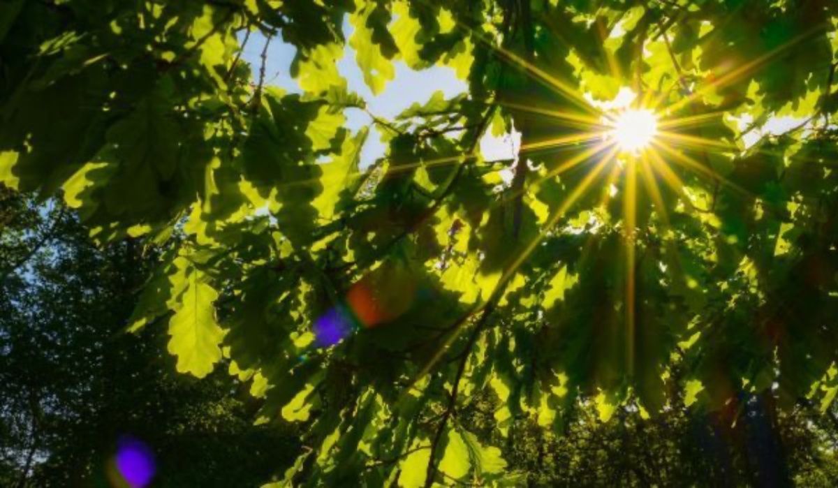 Спасатели сообщили о возвращении аномальной жары в Воронеже