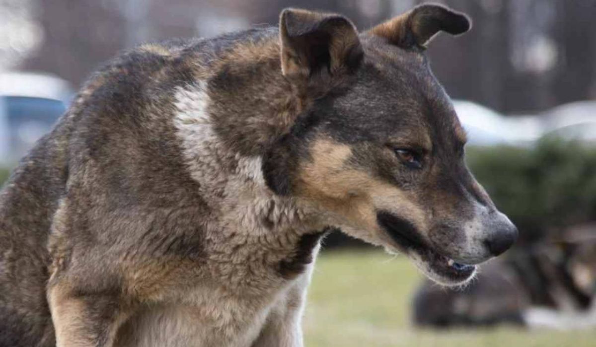Карантин объявлен в двух районах Омской области