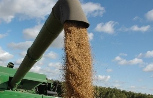 В Омской области начали производить импортозамещающую пшеницу для макарон