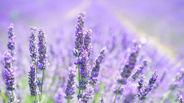 Прогноз метеоролога: каким будет лето-2025 в Воронежской области