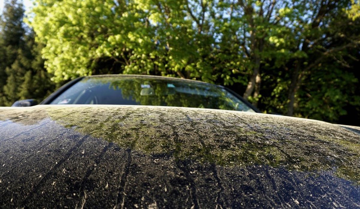 Вильфанд объяснил причины усиления аллергии на березу