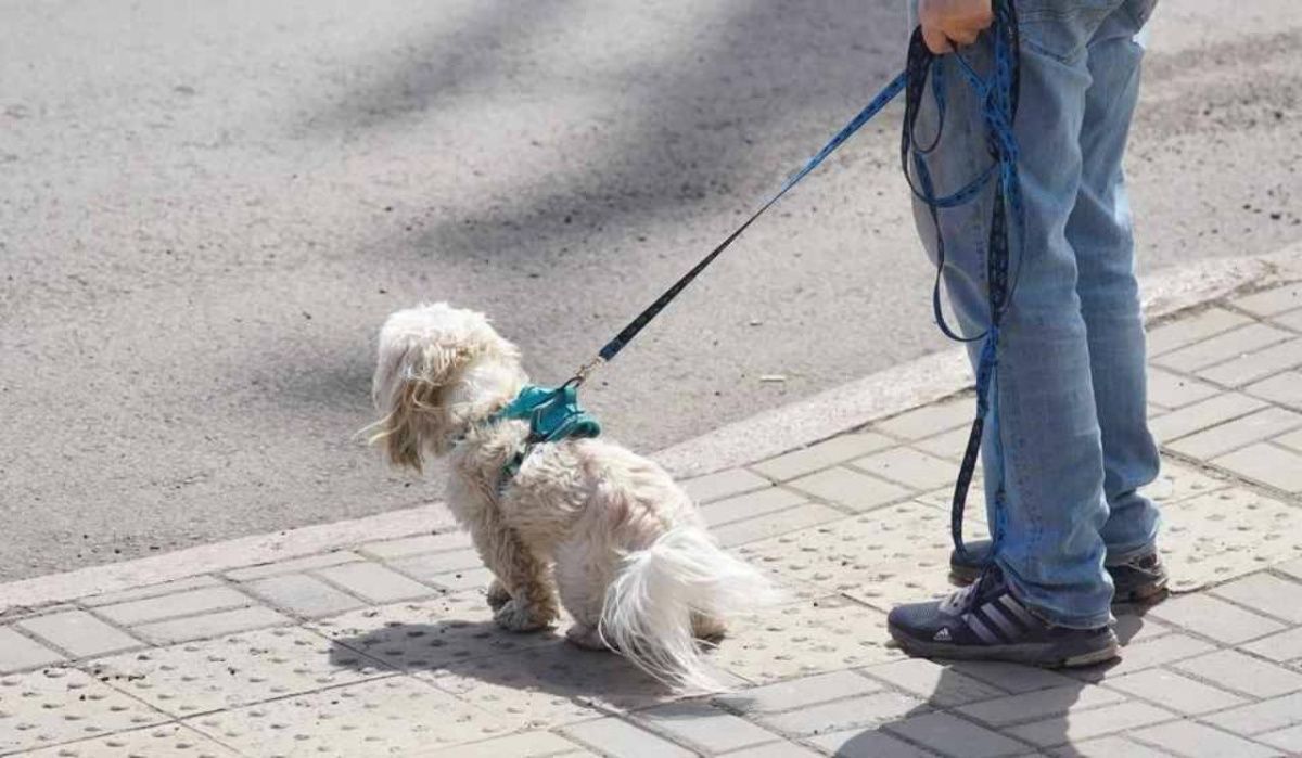 В Красноярском крае введут запрет на свободный выгул собак
