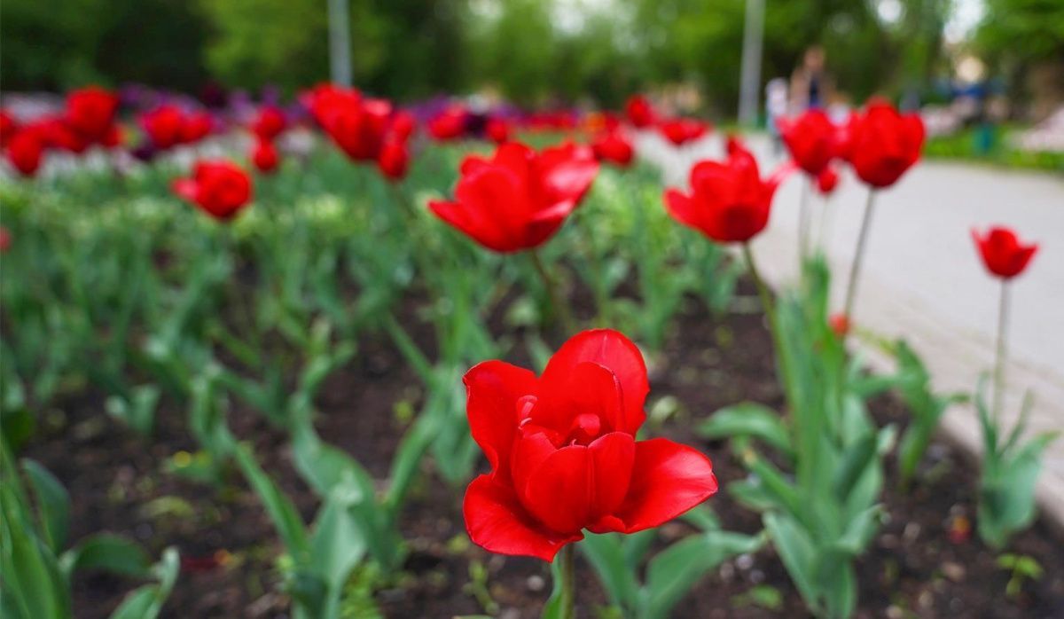В Москве стартовал месячник по уборке и благоустройству городской среды