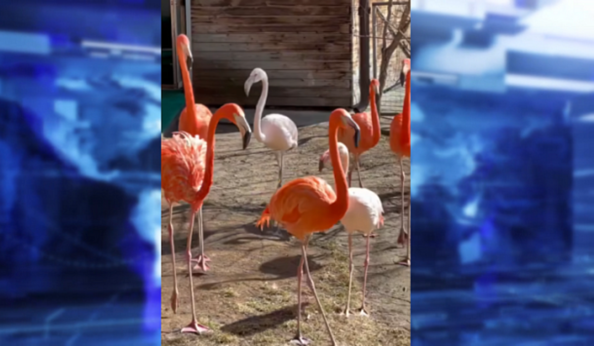 Фламинго в новосибирском зоопарке вышли на первую весеннюю прогулку