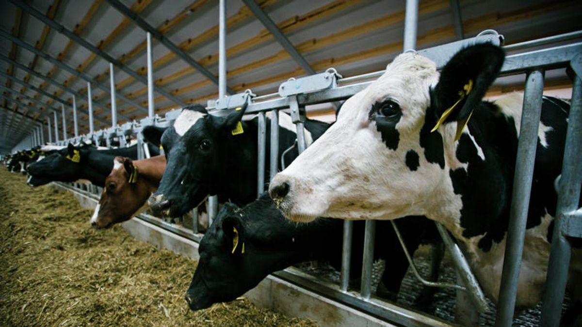 Лукашенко: Белоруссия сталкивается с рекордной гибелью скота в истории