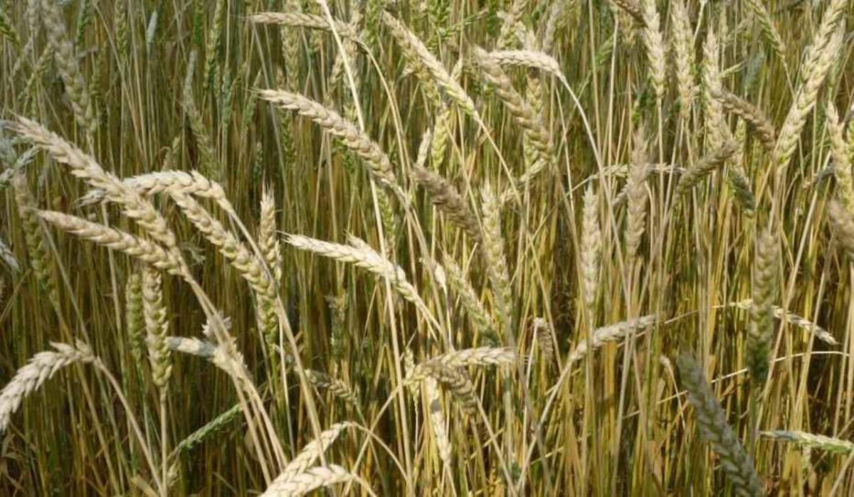 Омское Заксобрание внесло изменения в правила изменения категории сельхозземель