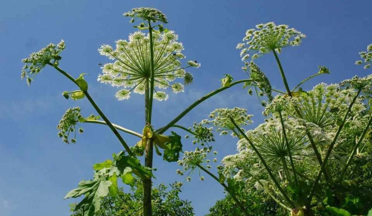 Искусственный интеллект теперь способен находить борщевик в Санкт-Петербурге