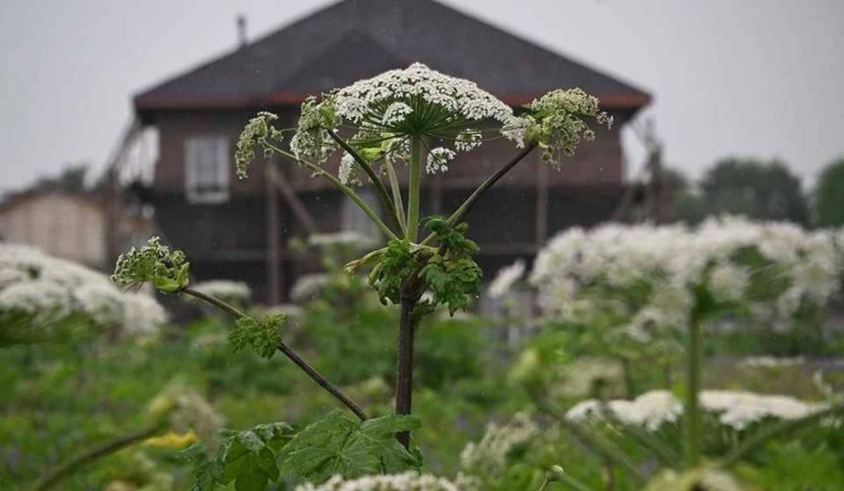 В Ленобласти предложили упростить изъятие земель, заросших борщевиком