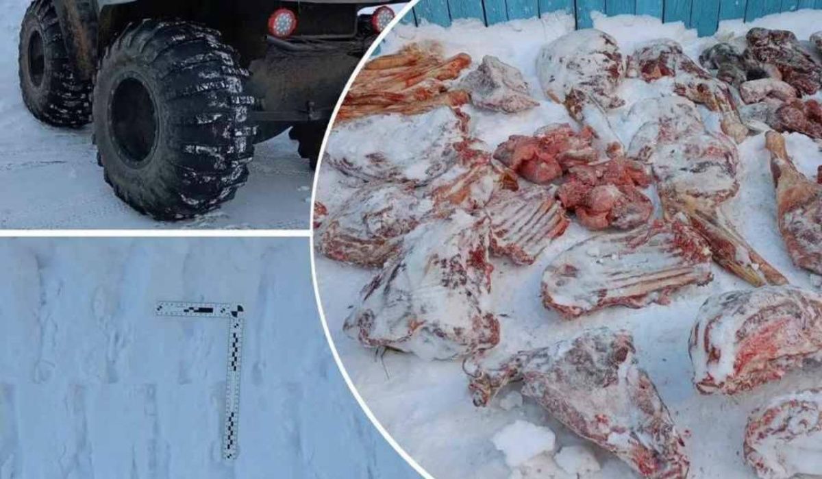 Браконьера в Омской области будут судить за незаконное убийство лосей