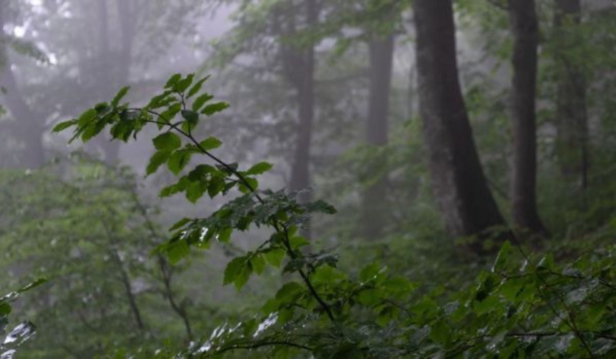 Похолодание до +8 ожидается в Воронежской области