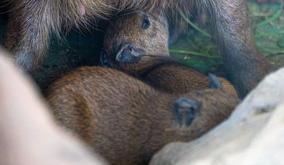 О новом пополнении сообщили в Московском зоопарке