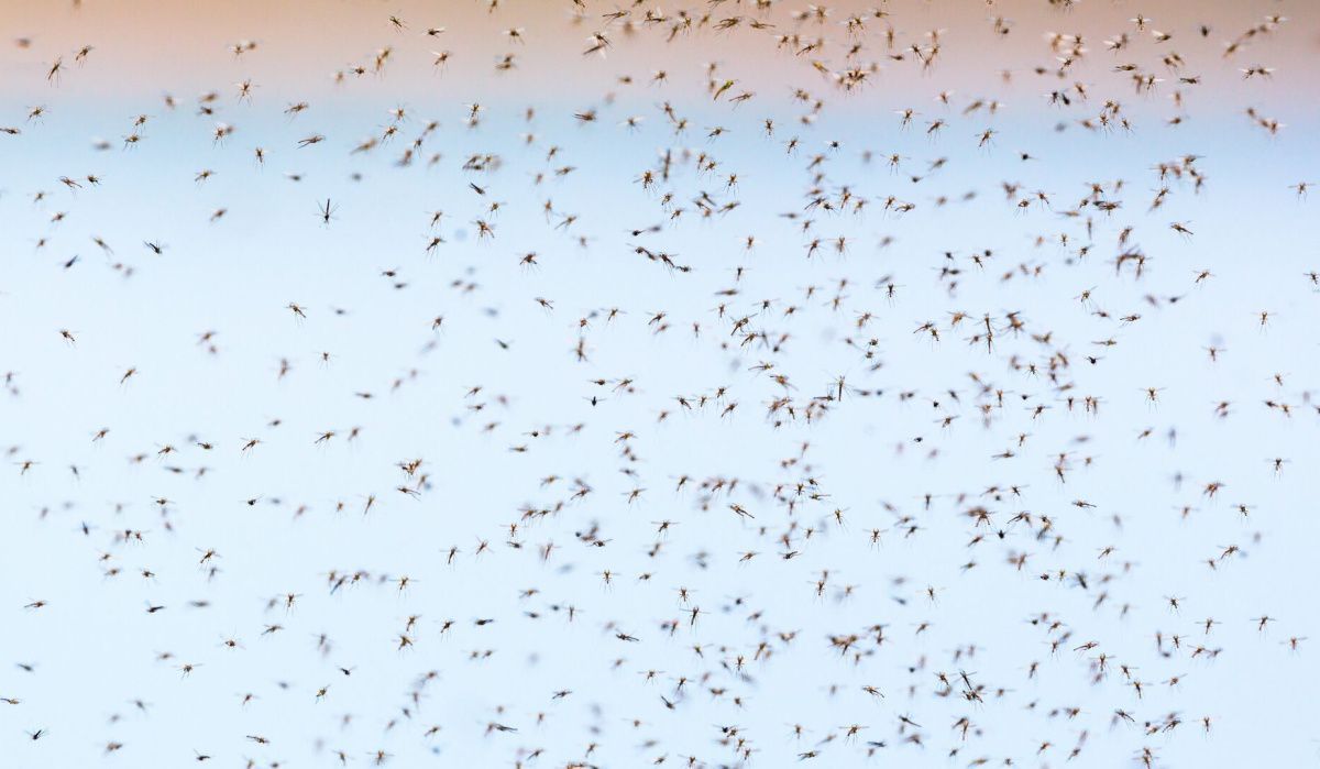 Биологи предсказали срок окончания нашествия комаров в Новосибирской области