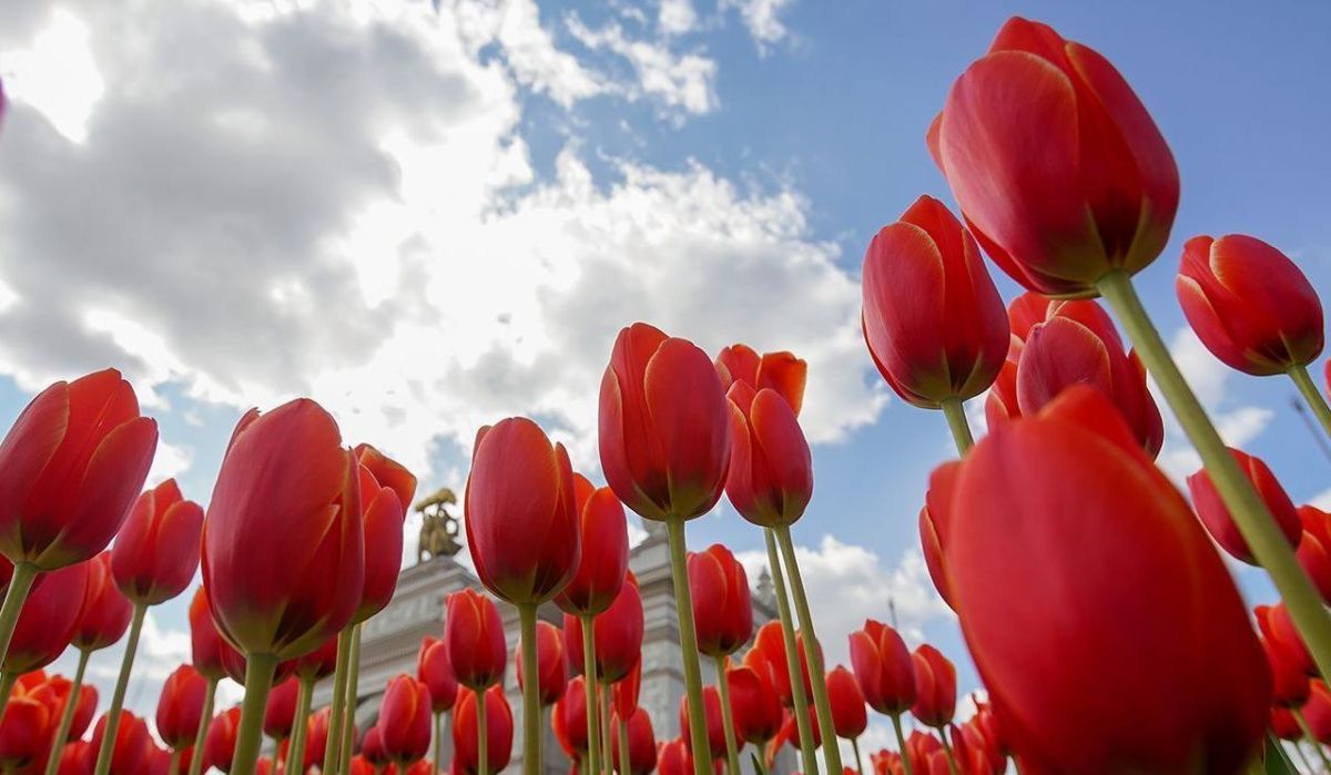 В Москве расцвели первые тюльпаны