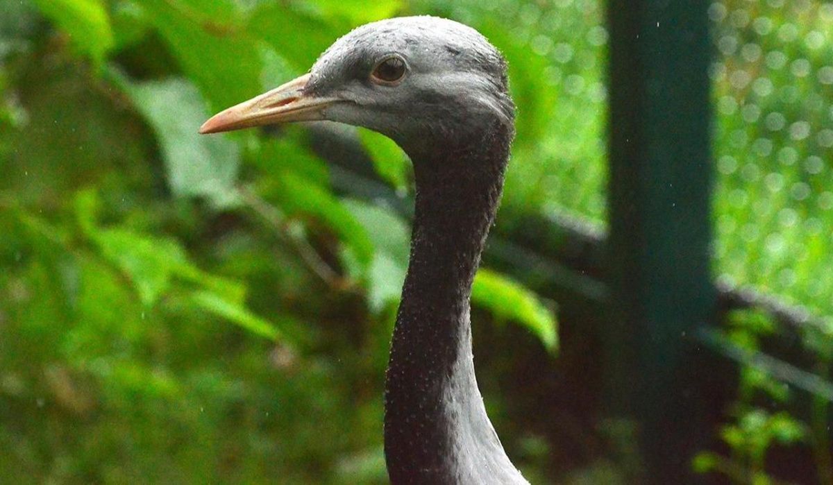 Москвичи выбрали имена для птенцов редкого журавля в зоопарке столицы