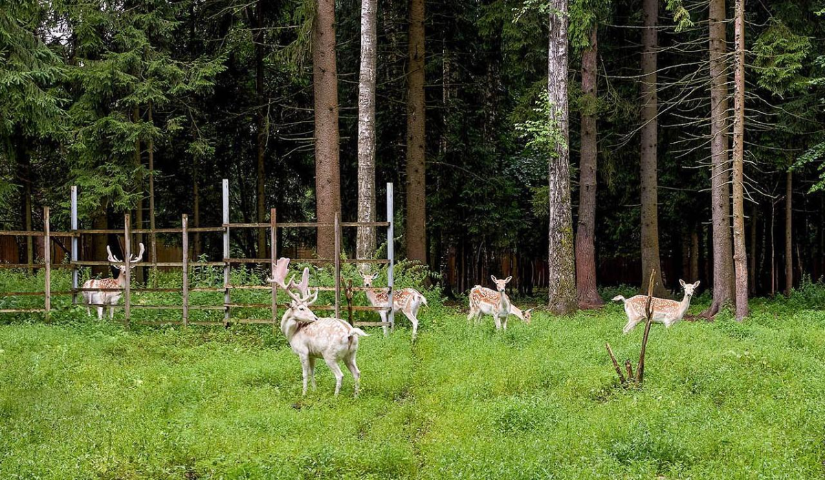 Юные москвичи выбрали имя для олененка из &quot;Дома ланей&quot;