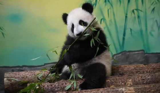 "Надо забрать и бежать": панда Катюша стащила у мамы самый вкусный бамбук